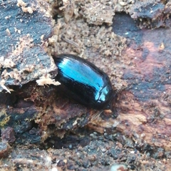 Platydema violacea