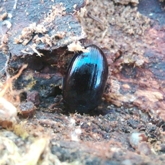 Platydema violacea