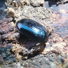 Platydema violacea