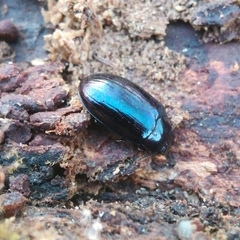 Platydema violacea