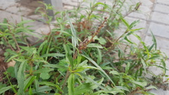 Amaranthus muricatus