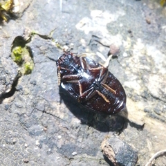 Platydema violacea