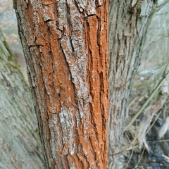 Trentepohlia umbrina