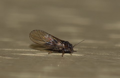 Cacopsylla pyri
