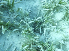 Myrichthys maculosus