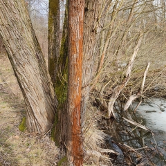 Trentepohlia umbrina