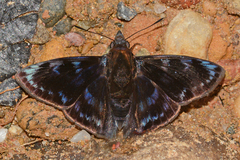 Mictris crispus