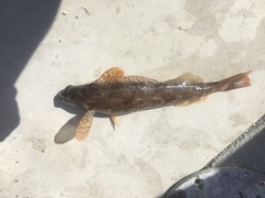 Hexagrammos stelleri