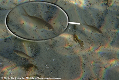 Eucinostomus harengulus