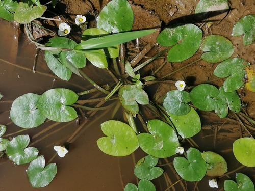 Image of Sagittaria guayanensis by (c) Kozue Kawakami, some rights reserved (CC BY-SA)