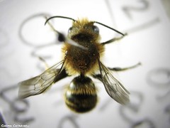 Osmia ferruginea
