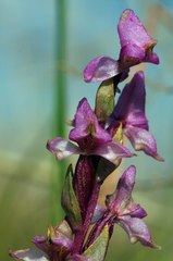 Disperis tysonii