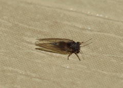 Cacopsylla pyri