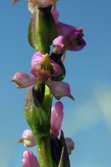 Disperis tysonii