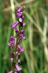 Disperis tysonii