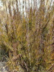 Rhodocoma capensis