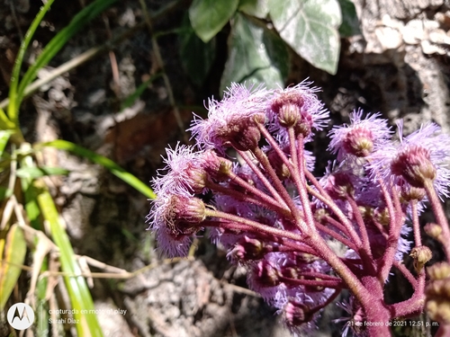 Bartlettina sordida