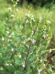 Aeollanthus buchnerianus