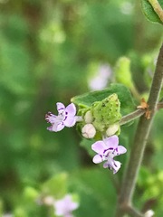 Aeollanthus buchnerianus