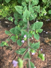 Aeollanthus buchnerianus