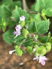 Aeollanthus buchnerianus