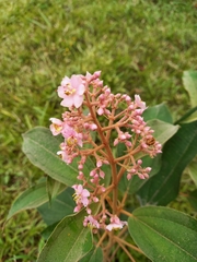 Miconia xalapensis