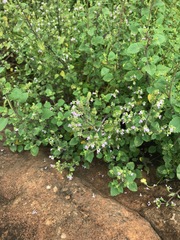 Aeollanthus buchnerianus