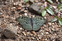 Euryphura achlys