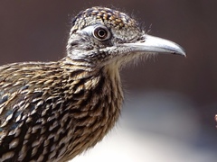 Geococcyx californianus