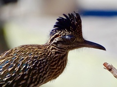 Geococcyx californianus