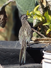Geococcyx californianus