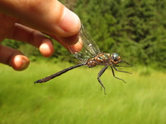 Somatochlora kennedyi