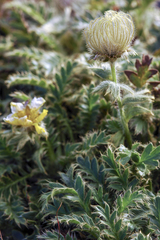 Geum glaciale