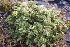 Geum glaciale