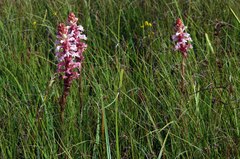 Satyrium hallackii ocellatum