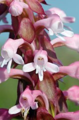 Satyrium hallackii ocellatum