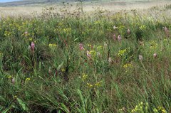 Satyrium hallackii ocellatum