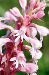 Satyrium hallackii ocellatum