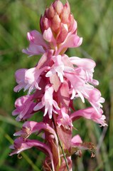 Satyrium hallackii ocellatum