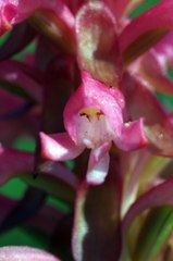 Satyrium hallackii ocellatum