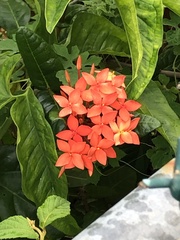 Ixora coccinea