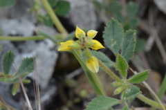 Trigonella spruneriana