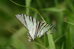 Protographium epidaus epidaus