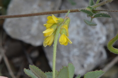 Trigonella spruneriana