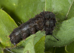 Anartia fatima