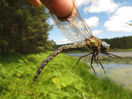 Nasiaeschna pentacantha