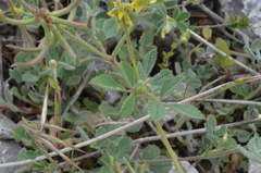 Trigonella spruneriana