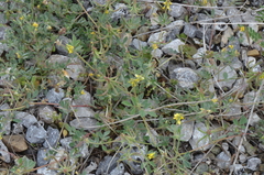 Trigonella spruneriana