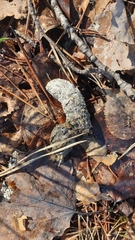 Tetrao urogallus