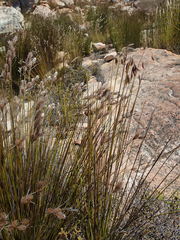 Thamnochortus papyraceus